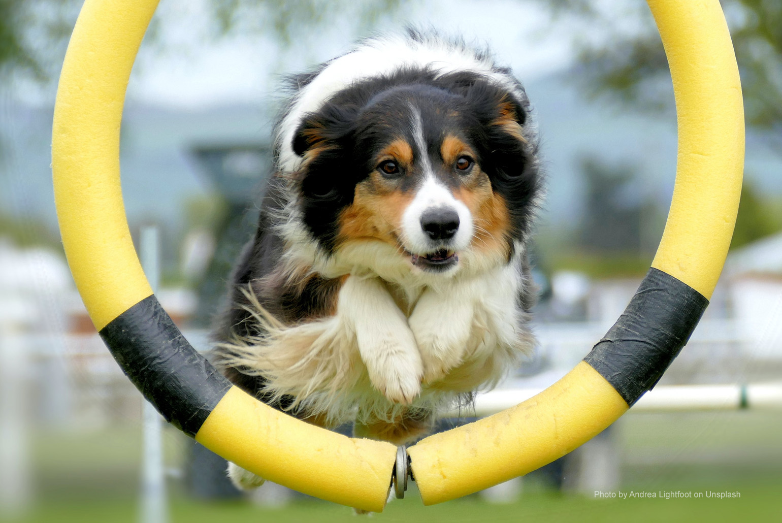 Agility dog jumping through ring