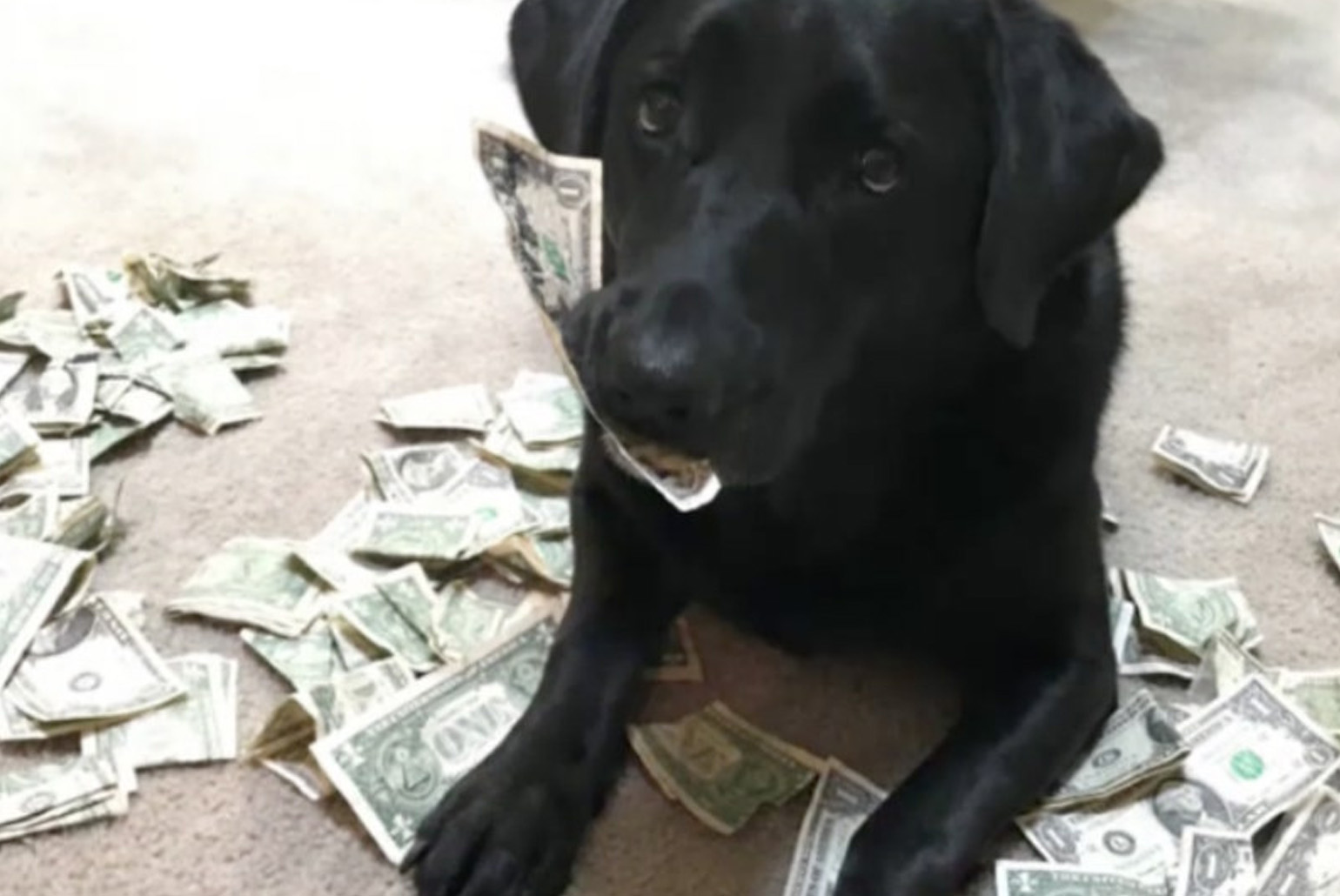 dog laying on money